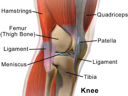 Image: Muscles in the knee